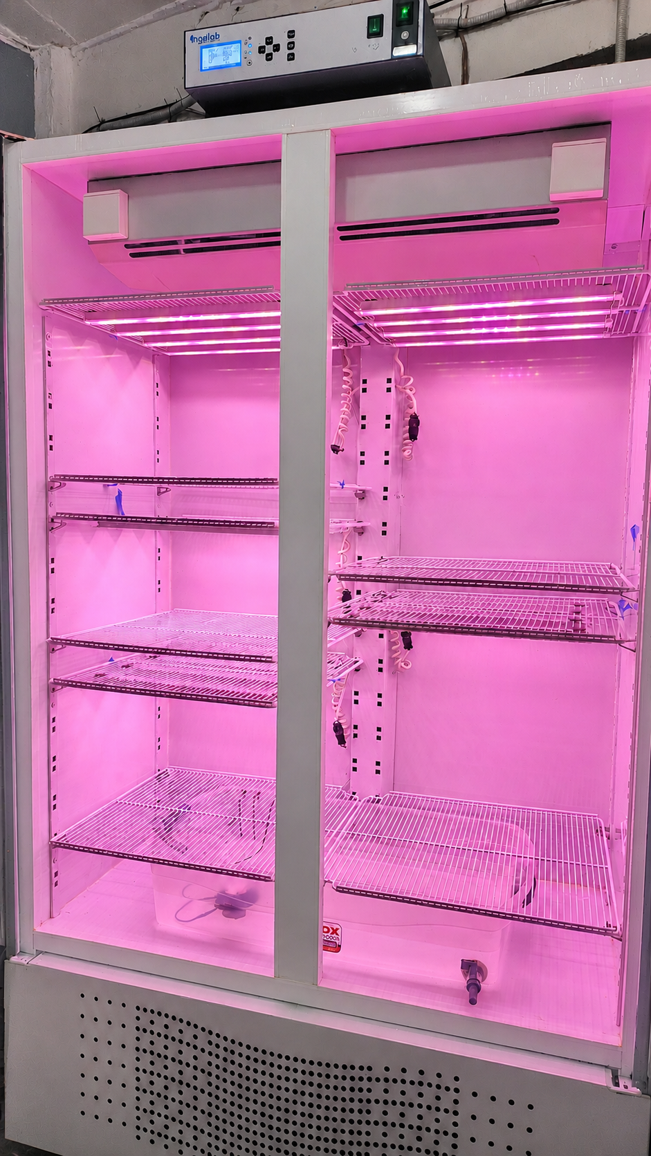 Interior iluminado de la incubadora Ingelab I-1002PFH